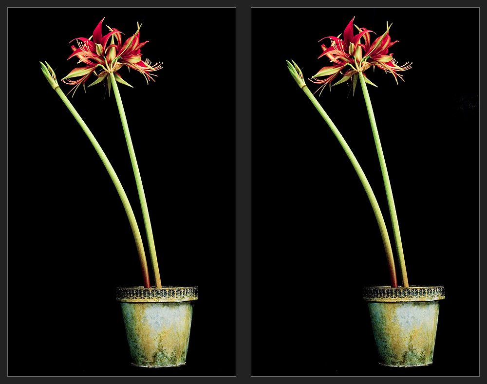 Amaryllis [3D]