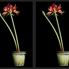 Amaryllis [3D]