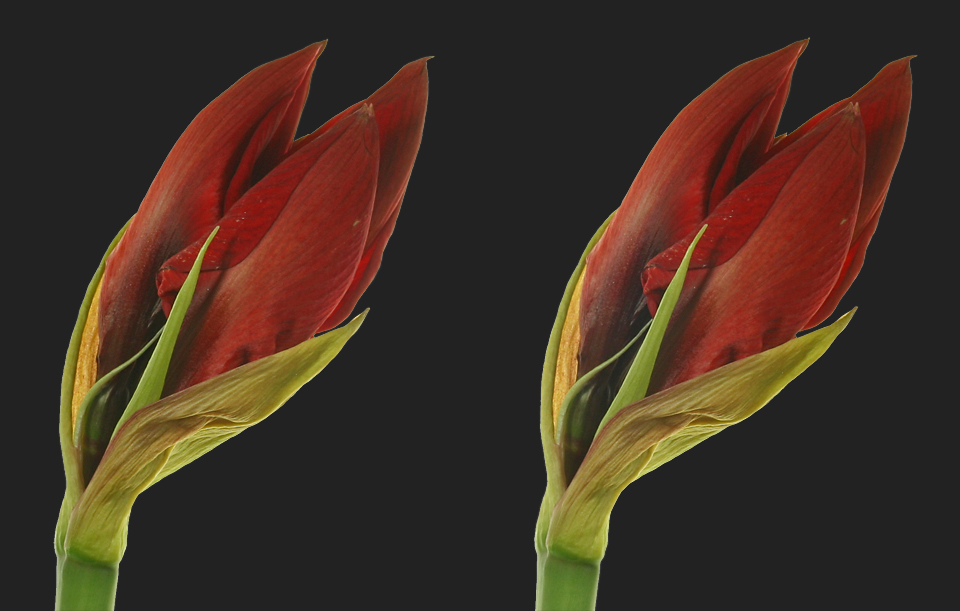 Amaryllis [3D]