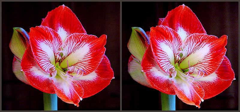 Amaryllis 3D >>Kreuzblick Foto & Bild | stereoskopische ...