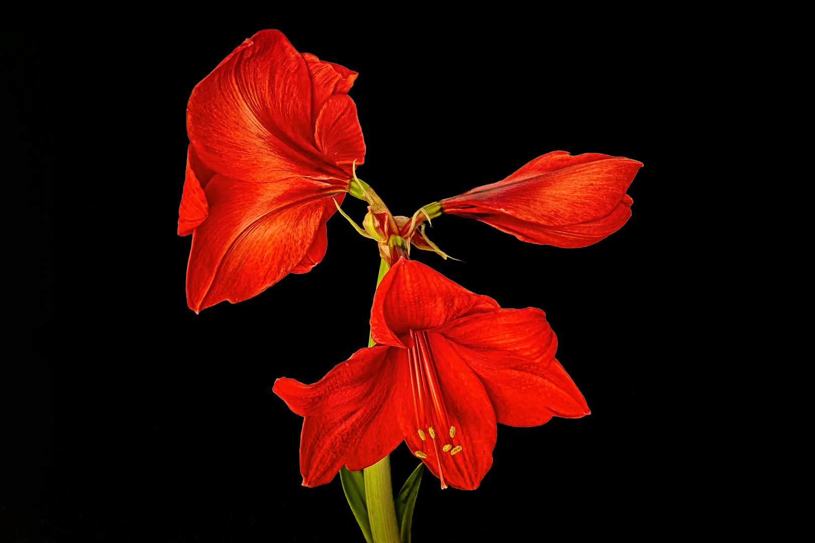 Amaryllis