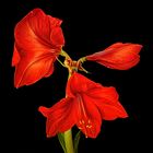 Amaryllis