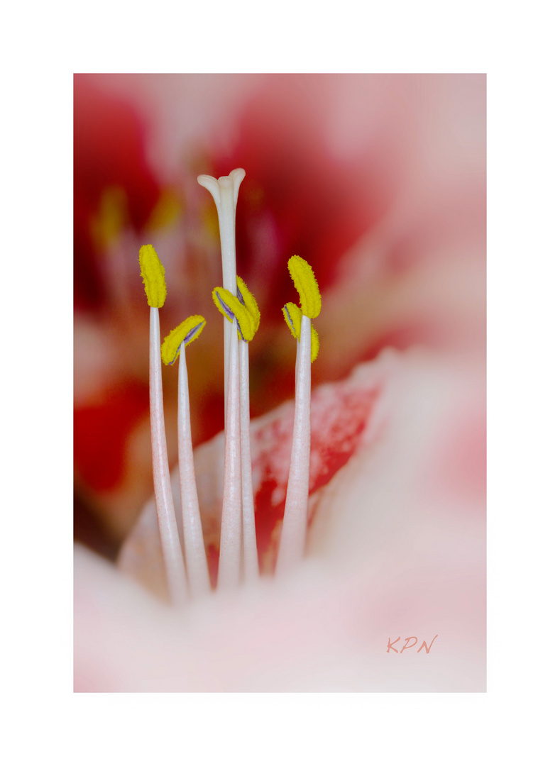 Amaryllis