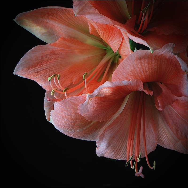 Amaryllis ...