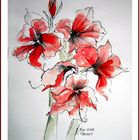 amaryllis