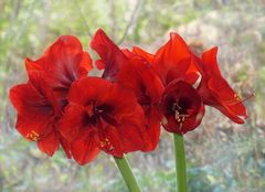 Amaryllis