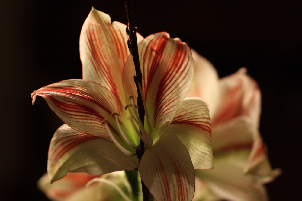 Amaryllis ?