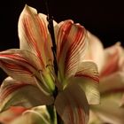 Amaryllis ?