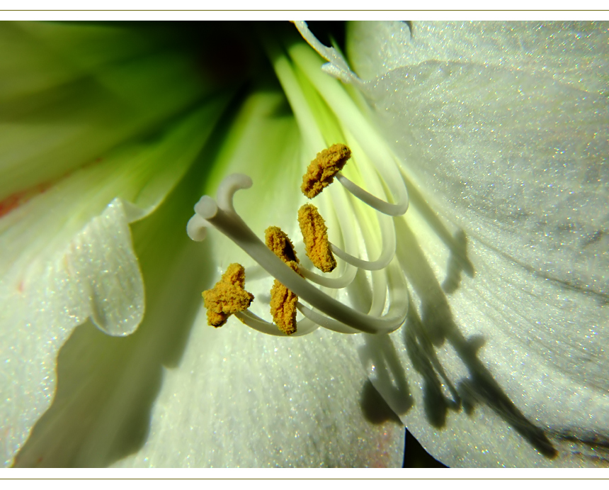 Amaryllis