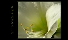 Amaryllis