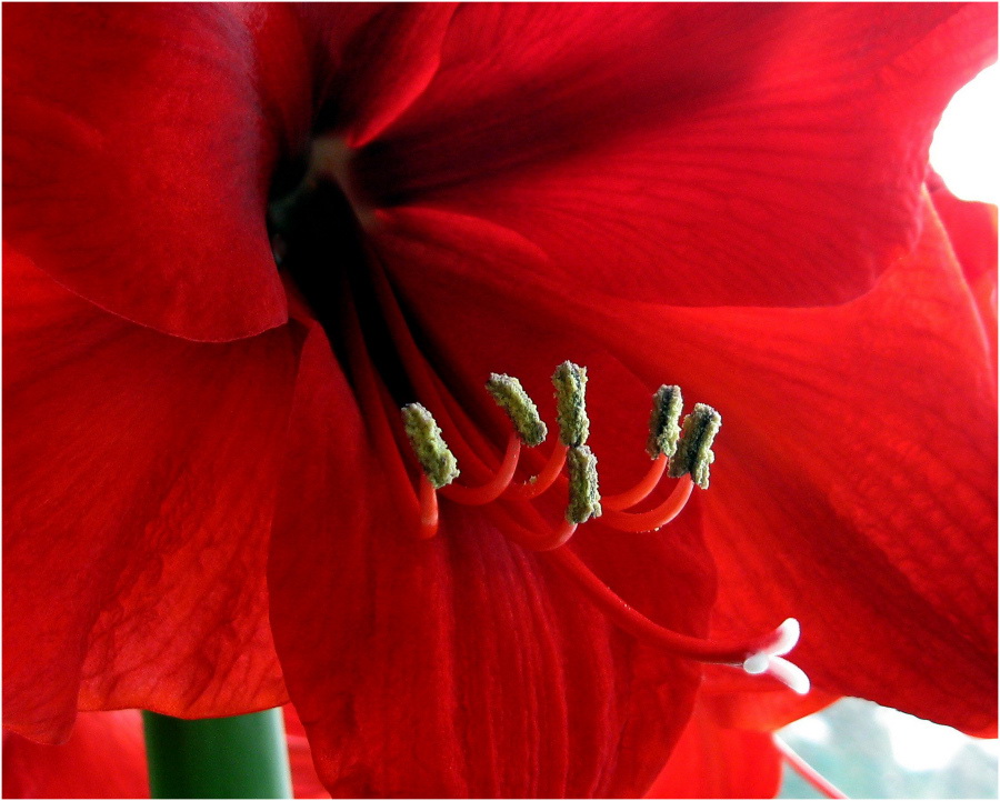 Amaryllis