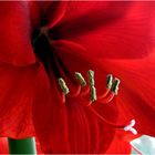 Amaryllis