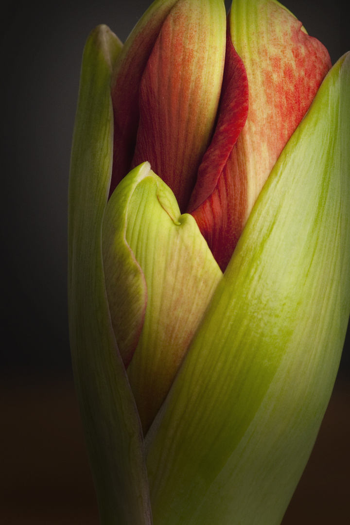 Amaryllis