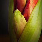 Amaryllis