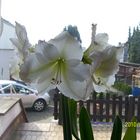 Amaryllis