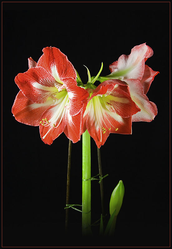 Amaryllis