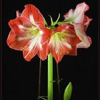 Amaryllis