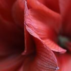 amaryllis 