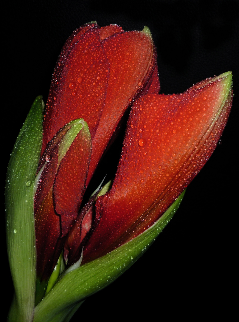 Amaryllis 4