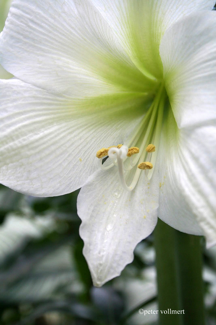 Amaryllis 4