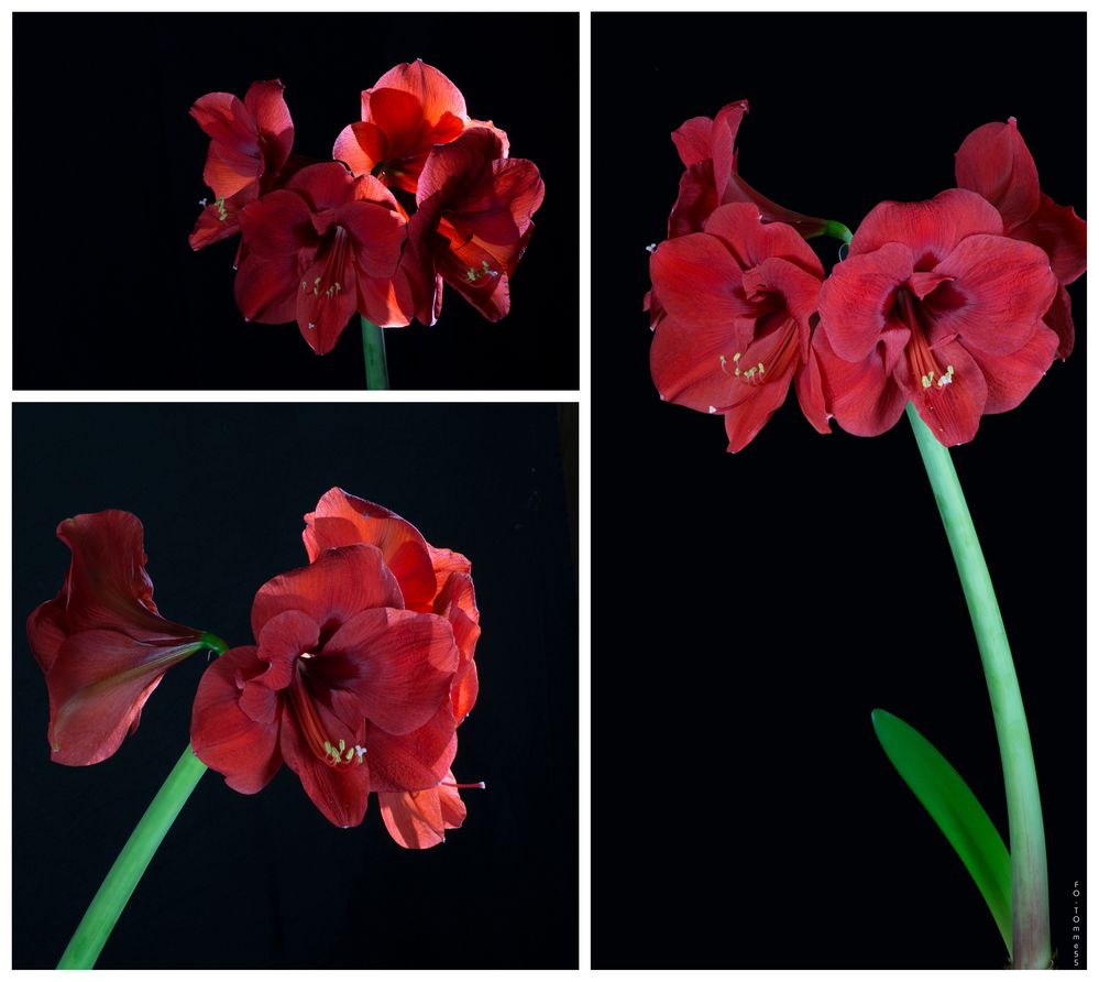 Amaryllis 4 