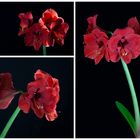 Amaryllis 4 