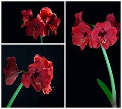 Amaryllis 4 