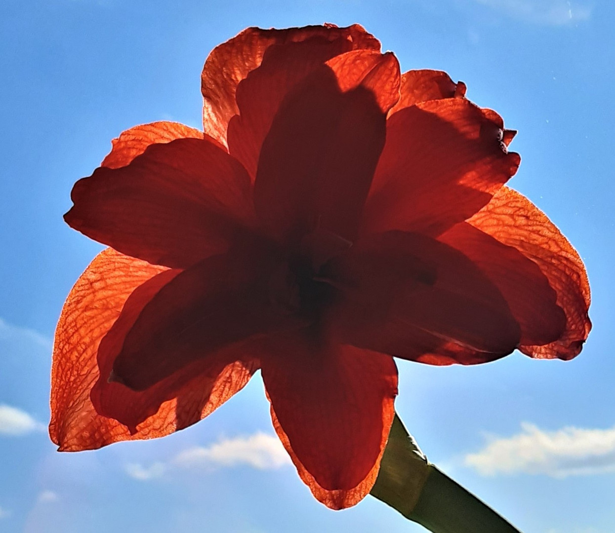 Amaryllis 4