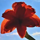 Amaryllis 4