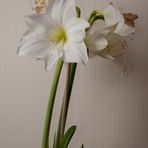 Amaryllis + 4 Tage