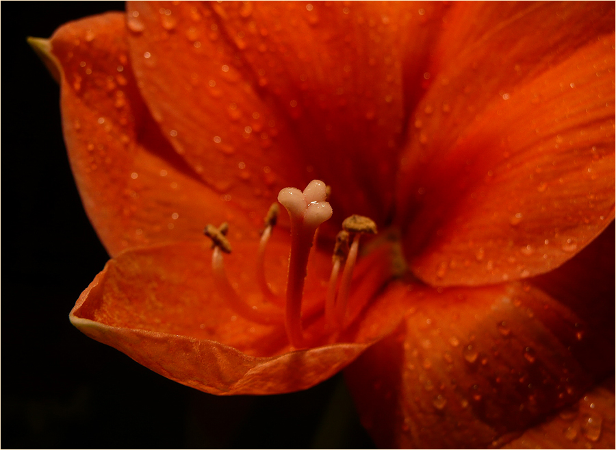 'AMARYLLIS'