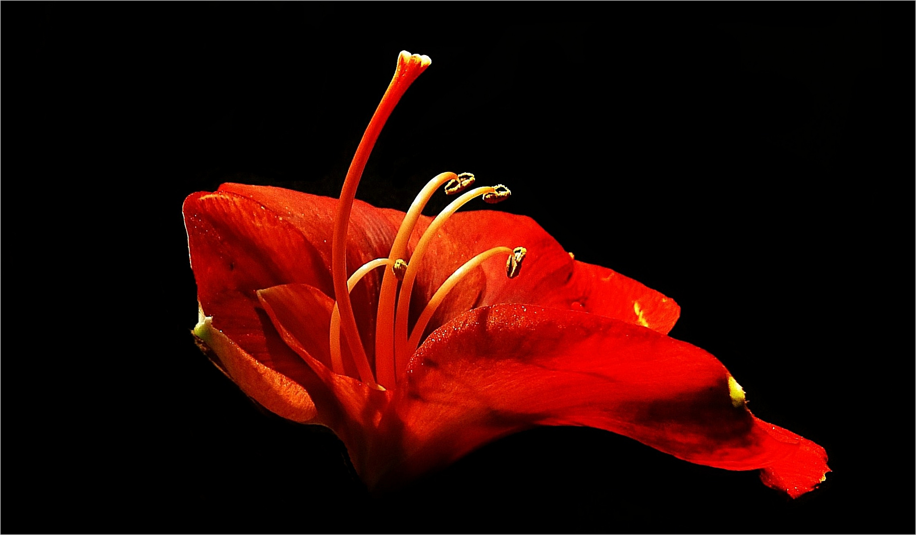 Amaryllis ...