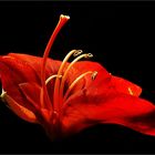 Amaryllis ...