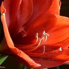 Amaryllis 4.1