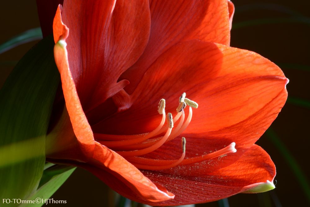 Amaryllis 4.1