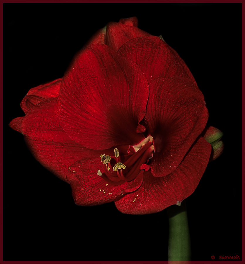 Amaryllis