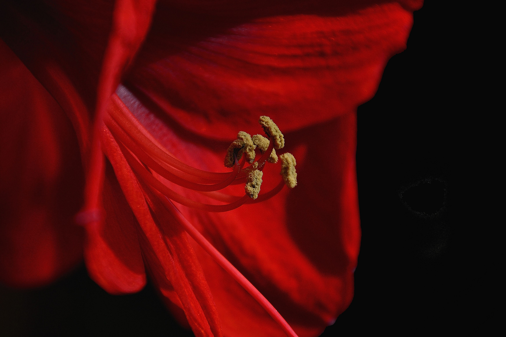 Amaryllis