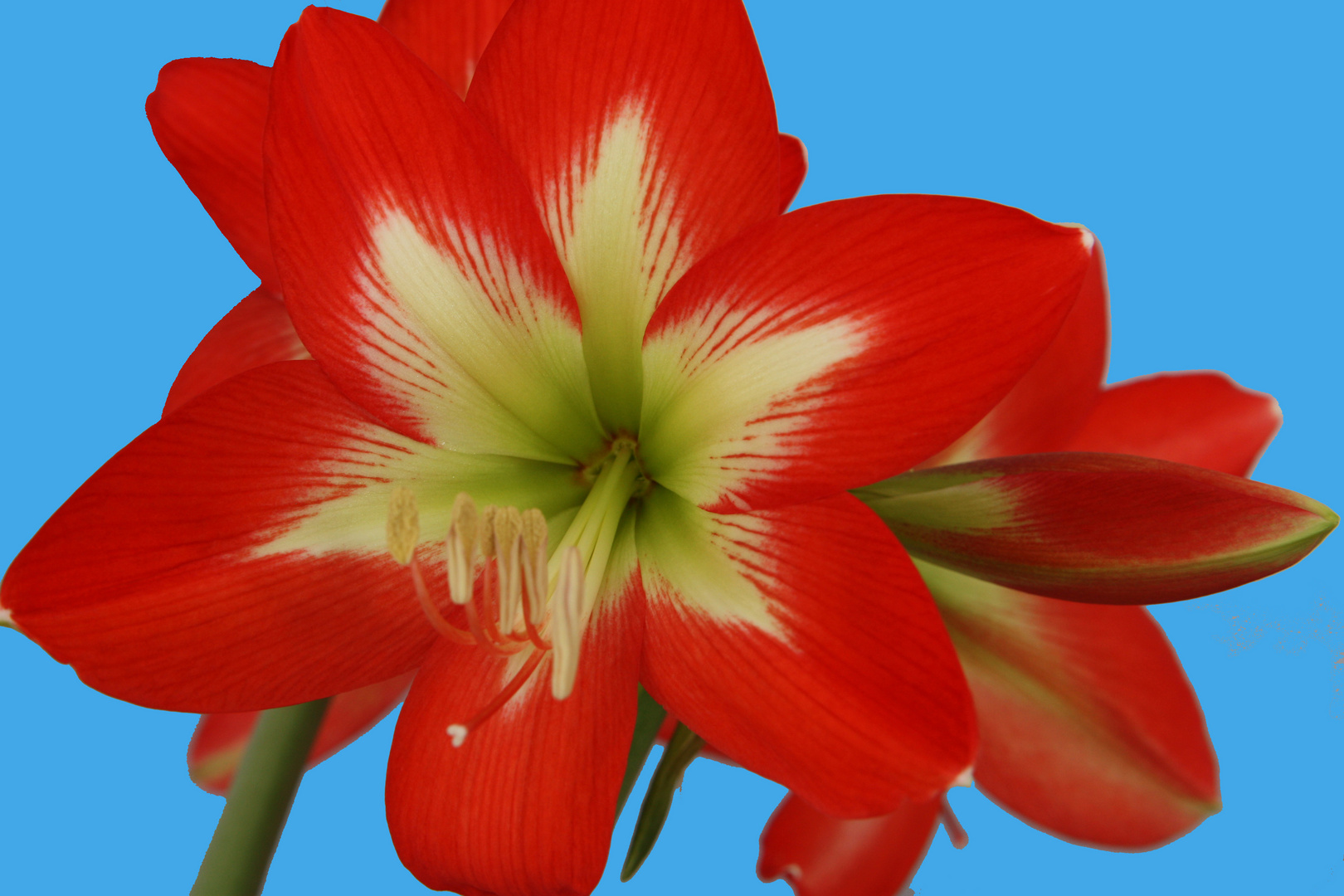 Amaryllis