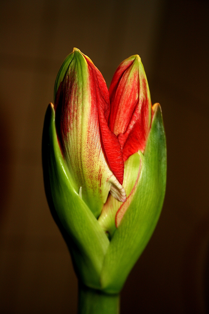 Amaryllis