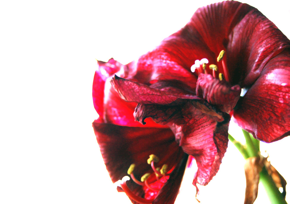 [Amaryllis]