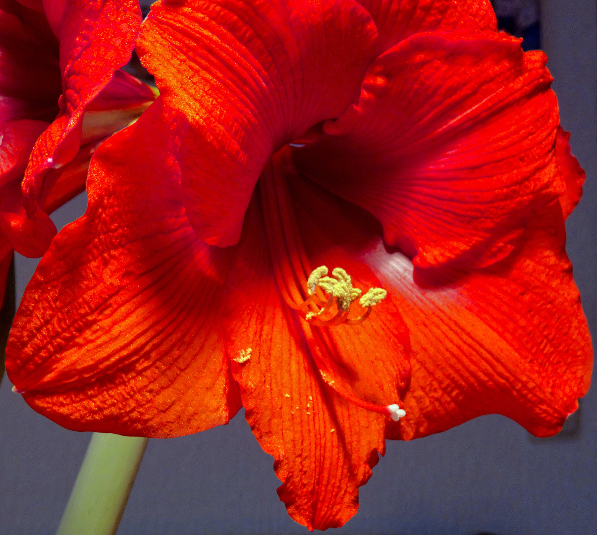 Amaryllis