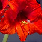 Amaryllis