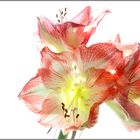 Amaryllis