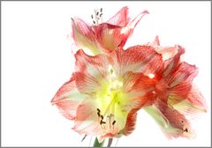 Amaryllis