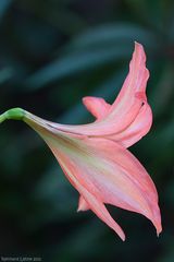 Amaryllis