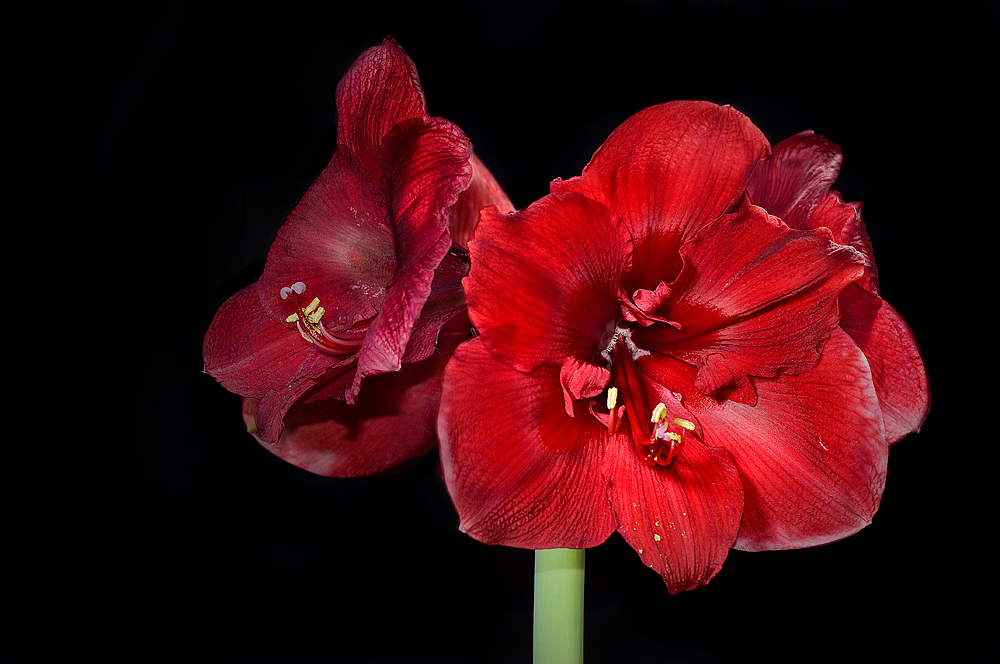 Amaryllis