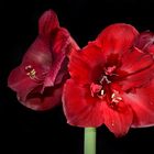 Amaryllis