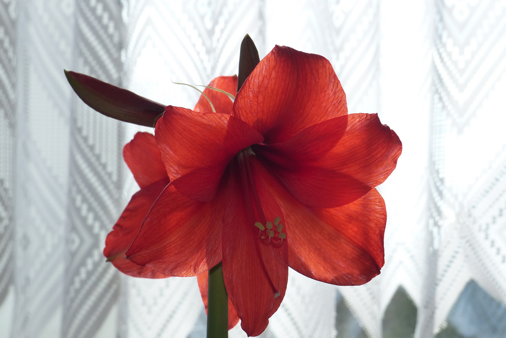 Amaryllis