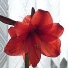 Amaryllis