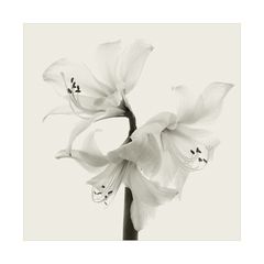 Amaryllis